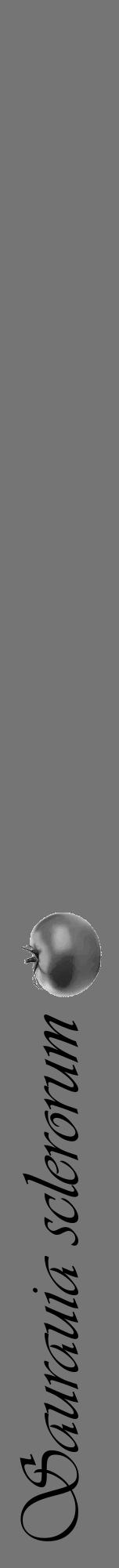 Étiquette de : Saurauia sclerorum - format a - style noire5viv avec comestibilité simplifiée - position verticale