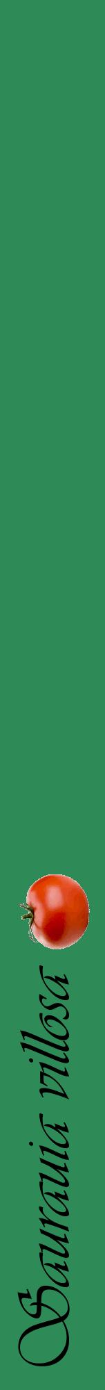 Étiquette de : Saurauia villosa - format a - style noire11viv avec comestibilité simplifiée