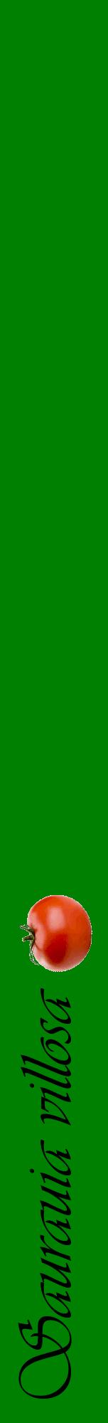 Étiquette de : Saurauia villosa - format a - style noire9viv avec comestibilité simplifiée