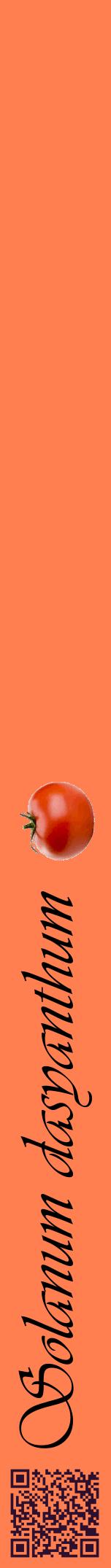 Étiquette de : Solanum dasyanthum - format a - style noire24viv avec qrcode et comestibilité simplifiée