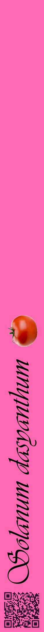 Étiquette de : Solanum dasyanthum - format a - style noire42viv avec qrcode et comestibilité simplifiée