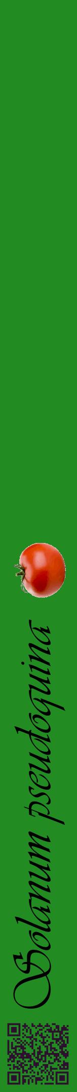 Étiquette de : Solanum pseudoquina - format a - style noire10viv avec qrcode et comestibilité simplifiée