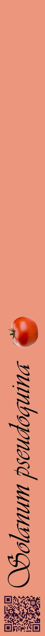 Étiquette de : Solanum pseudoquina - format a - style noire37viv avec qrcode et comestibilité simplifiée