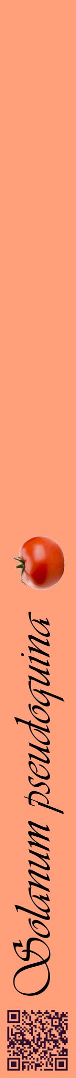 Étiquette de : Solanum pseudoquina - format a - style noire39viv avec qrcode et comestibilité simplifiée