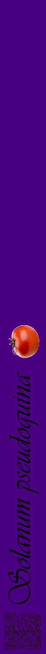 Étiquette de : Solanum pseudoquina - format a - style noire47viv avec qrcode et comestibilité simplifiée