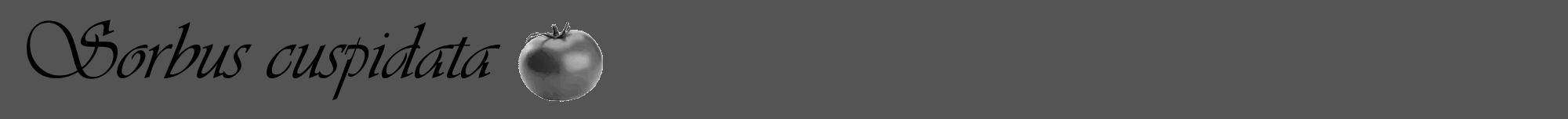 Étiquette de : Sorbus cuspidata - format a - style noire30viv avec comestibilité simplifiée