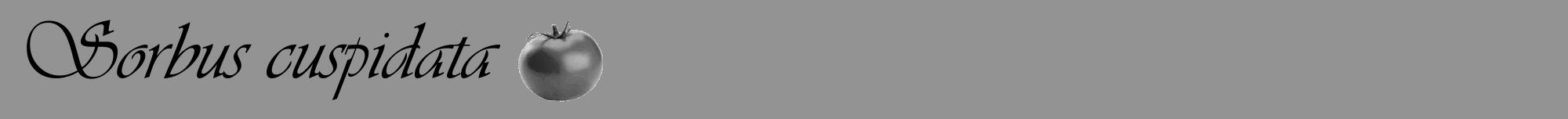 Étiquette de : Sorbus cuspidata - format a - style noire44viv avec comestibilité simplifiée