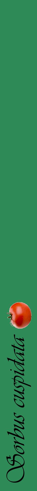 Étiquette de : Sorbus cuspidata - format a - style noire11viv avec comestibilité simplifiée