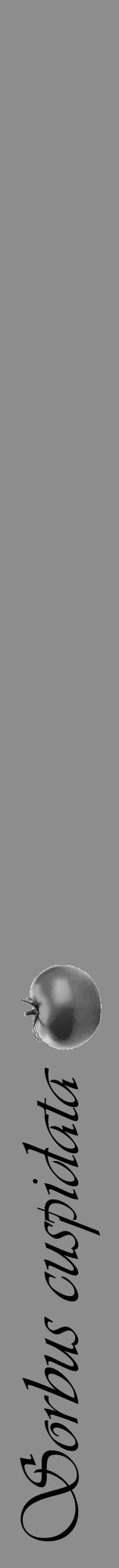 Étiquette de : Sorbus cuspidata - format a - style noire2viv avec comestibilité simplifiée - position verticale