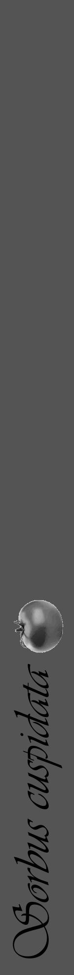 Étiquette de : Sorbus cuspidata - format a - style noire30viv avec comestibilité simplifiée - position verticale