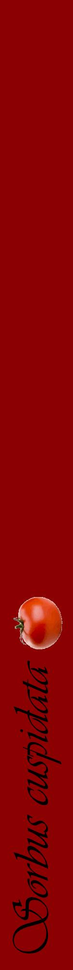 Étiquette de : Sorbus cuspidata - format a - style noire34viv avec comestibilité simplifiée