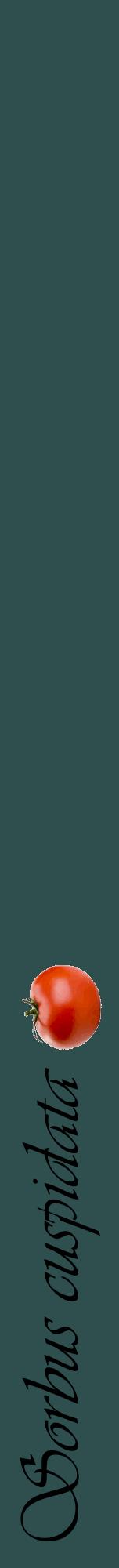 Étiquette de : Sorbus cuspidata - format a - style noire58viv avec comestibilité simplifiée