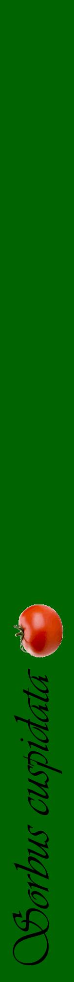 Étiquette de : Sorbus cuspidata - format a - style noire8viv avec comestibilité simplifiée