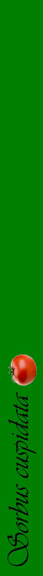 Étiquette de : Sorbus cuspidata - format a - style noire9viv avec comestibilité simplifiée