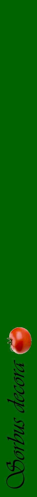 Étiquette de : Sorbus decora - format a - style noire8viv avec comestibilité simplifiée
