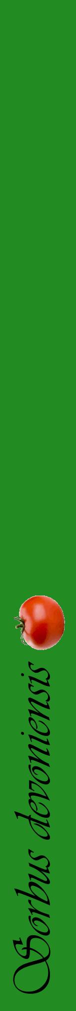 Étiquette de : Sorbus devoniensis - format a - style noire10viv avec comestibilité simplifiée