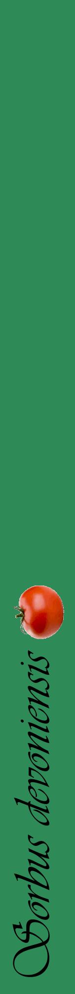 Étiquette de : Sorbus devoniensis - format a - style noire11viv avec comestibilité simplifiée