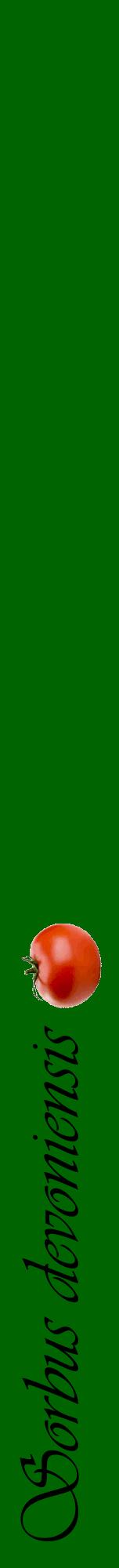Étiquette de : Sorbus devoniensis - format a - style noire8viv avec comestibilité simplifiée