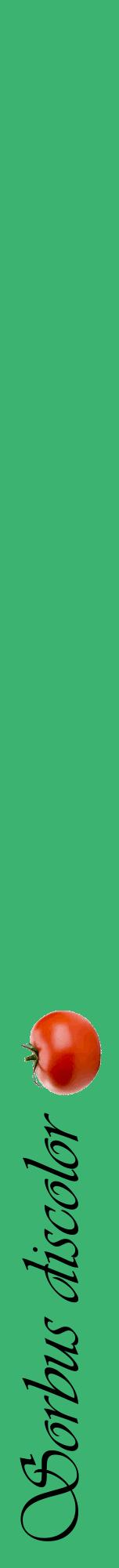 Étiquette de : Sorbus discolor - format a - style noire12viv avec comestibilité simplifiée