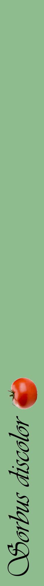 Étiquette de : Sorbus discolor - format a - style noire13viv avec comestibilité simplifiée