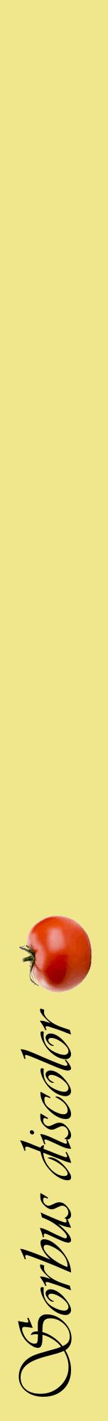 Étiquette de : Sorbus discolor - format a - style noire20viv avec comestibilité simplifiée