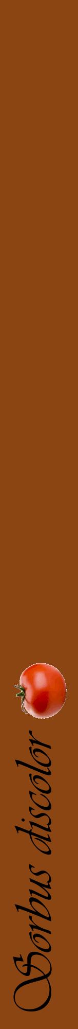 Étiquette de : Sorbus discolor - format a - style noire30viv avec comestibilité simplifiée