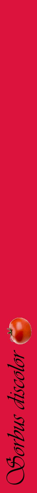 Étiquette de : Sorbus discolor - format a - style noire36viv avec comestibilité simplifiée