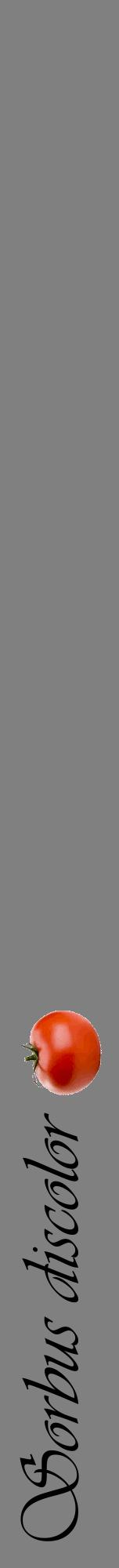 Étiquette de : Sorbus discolor - format a - style noire57viv avec comestibilité simplifiée