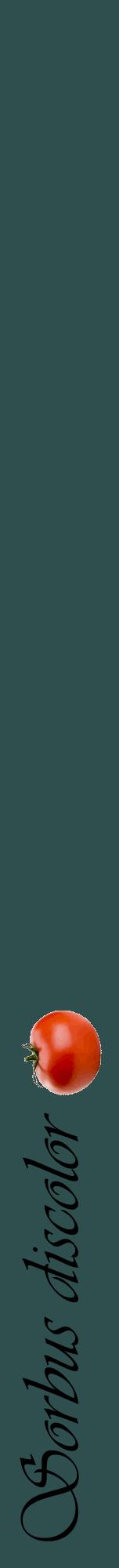 Étiquette de : Sorbus discolor - format a - style noire58viv avec comestibilité simplifiée