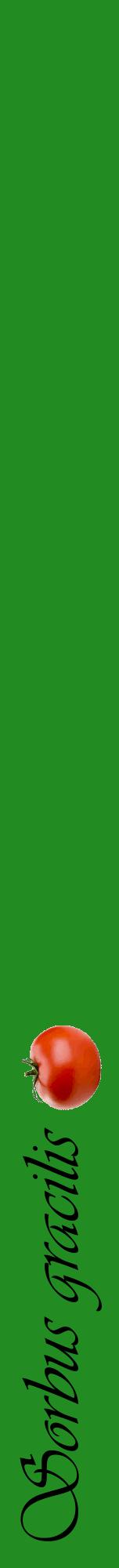 Étiquette de : Sorbus gracilis - format a - style noire10viv avec comestibilité simplifiée
