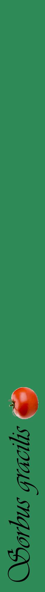 Étiquette de : Sorbus gracilis - format a - style noire11viv avec comestibilité simplifiée