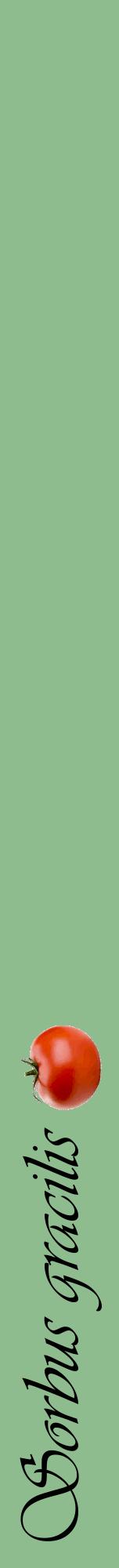 Étiquette de : Sorbus gracilis - format a - style noire13viv avec comestibilité simplifiée