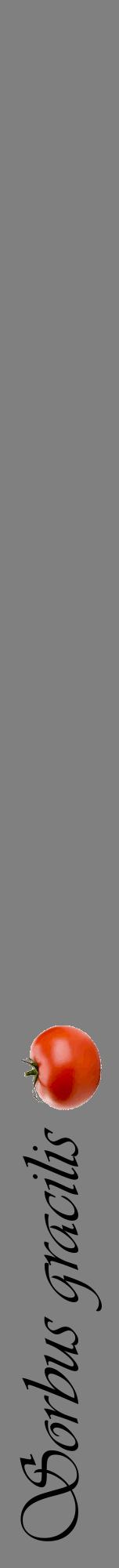 Étiquette de : Sorbus gracilis - format a - style noire57viv avec comestibilité simplifiée