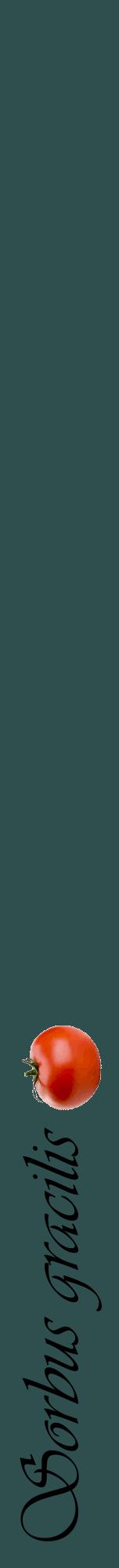 Étiquette de : Sorbus gracilis - format a - style noire58viv avec comestibilité simplifiée