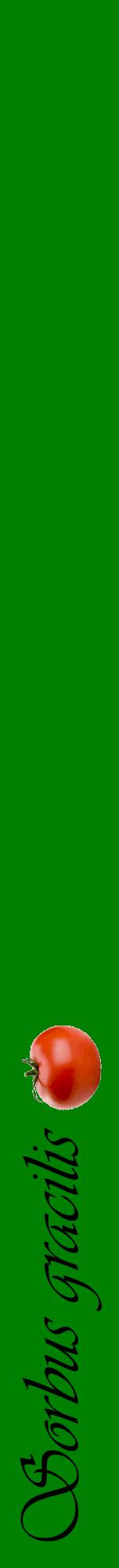 Étiquette de : Sorbus gracilis - format a - style noire9viv avec comestibilité simplifiée