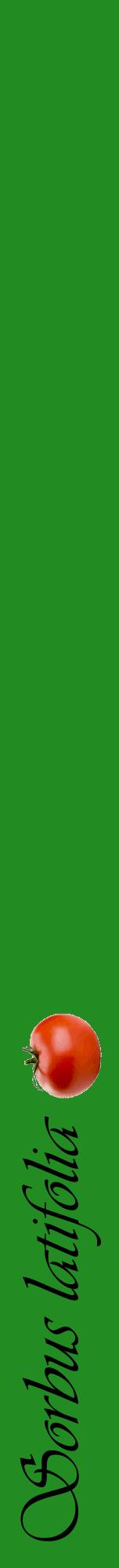 Étiquette de : Sorbus latifolia - format a - style noire10viv avec comestibilité simplifiée