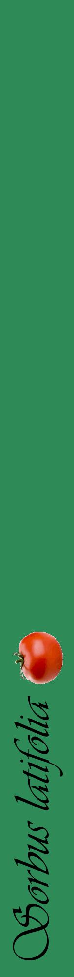 Étiquette de : Sorbus latifolia - format a - style noire11viv avec comestibilité simplifiée