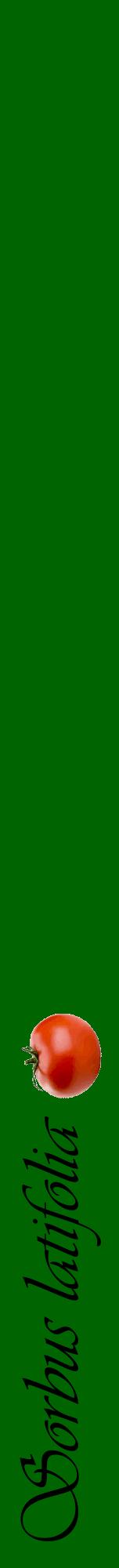 Étiquette de : Sorbus latifolia - format a - style noire8viv avec comestibilité simplifiée