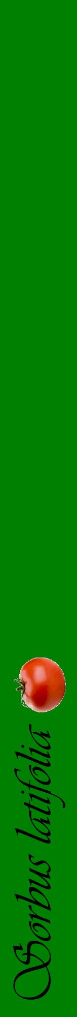 Étiquette de : Sorbus latifolia - format a - style noire9viv avec comestibilité simplifiée