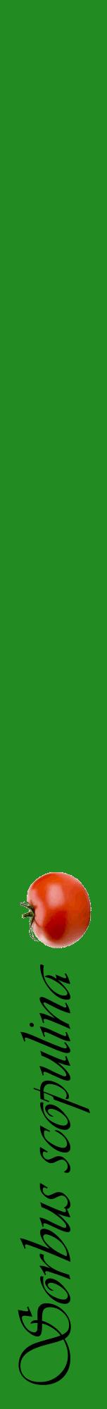 Étiquette de : Sorbus scopulina - format a - style noire10viv avec comestibilité simplifiée
