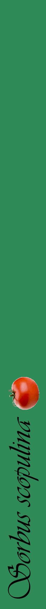 Étiquette de : Sorbus scopulina - format a - style noire11viv avec comestibilité simplifiée