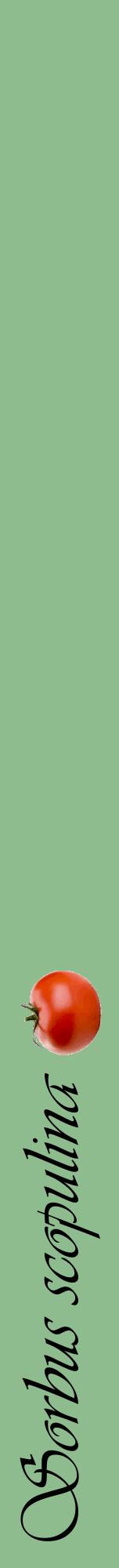 Étiquette de : Sorbus scopulina - format a - style noire13viv avec comestibilité simplifiée