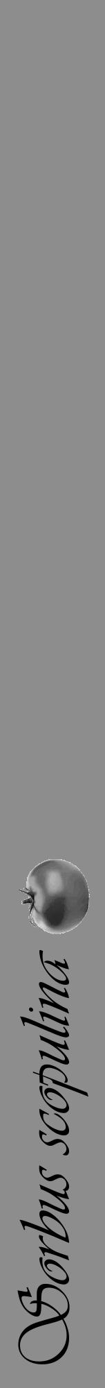 Étiquette de : Sorbus scopulina - format a - style noire2viv avec comestibilité simplifiée - position verticale