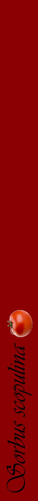 Étiquette de : Sorbus scopulina - format a - style noire34viv avec comestibilité simplifiée