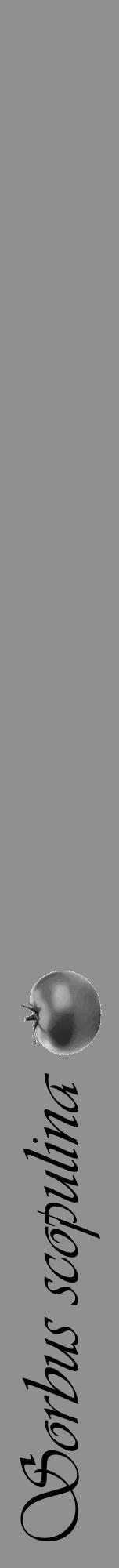 Étiquette de : Sorbus scopulina - format a - style noire4viv avec comestibilité simplifiée - position verticale