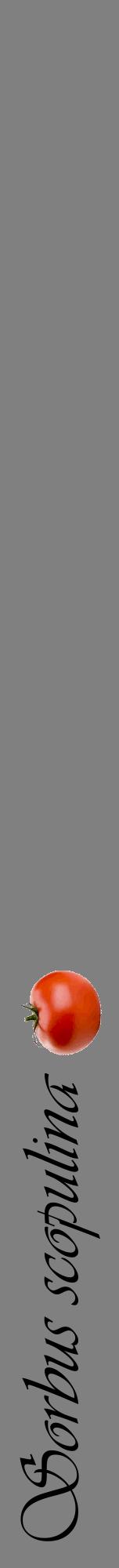 Étiquette de : Sorbus scopulina - format a - style noire57viv avec comestibilité simplifiée
