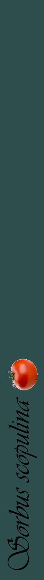 Étiquette de : Sorbus scopulina - format a - style noire58viv avec comestibilité simplifiée