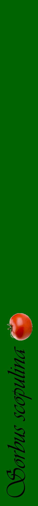 Étiquette de : Sorbus scopulina - format a - style noire8viv avec comestibilité simplifiée