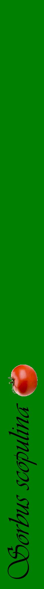 Étiquette de : Sorbus scopulina - format a - style noire9viv avec comestibilité simplifiée