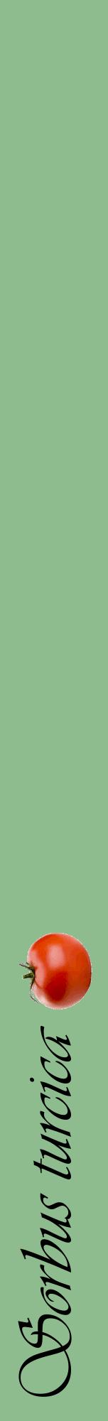 Étiquette de : Sorbus turcica - format a - style noire13viv avec comestibilité simplifiée